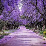 My jacaranda canopy,
   a fairway to melody and memory,
with endless limbs to climb
and August mornings forever;
     Atop a purpled sidewalk
paved with sunshine, shadows, 
and laughter.
    Our wee yellow house,
its corner windows peeking
at robins and roses,
  and scented