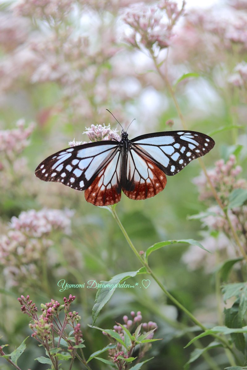 夢美🎀*˘◡˘* ˚·̩̩̥˚̩̥̩̥*̩̩͙🌸 (@yumemi2288) / Posts / X