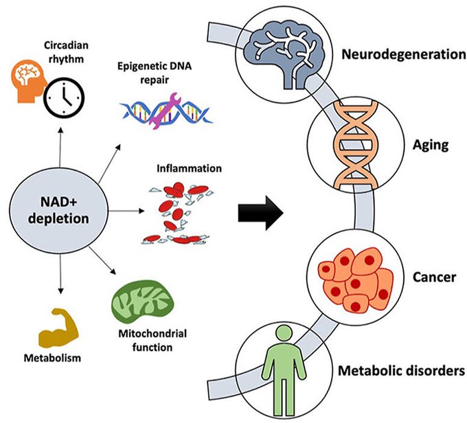 NAD depletion promotes many age-related diseases

Aging is a common reason for declining NAD levels, but it's not the root cause

Here's a thread on the things that deplete your NAD pool⬇️⬇️

PMID: 33609766