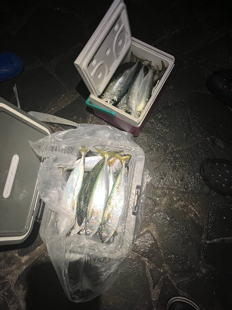 サバ爆釣〜！！
ジグサビキでサバ、ときどきカタボシ