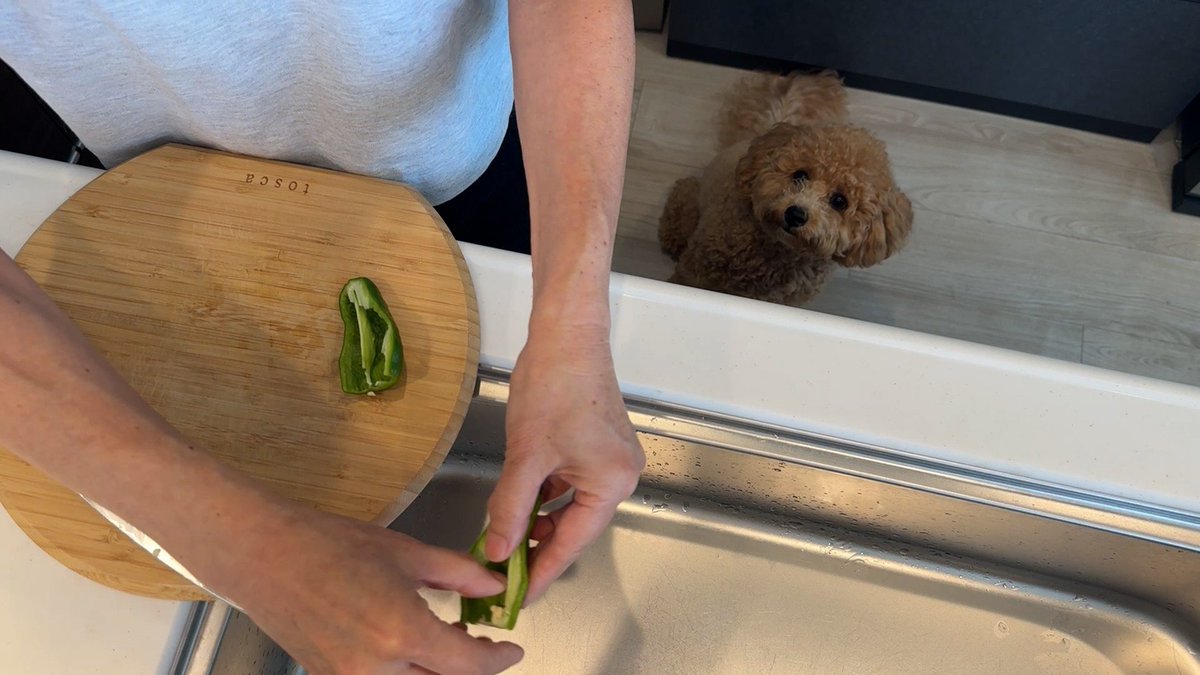 cx_mezamashi's tweet image. #きょうのわんこ に登場してくれたのは「ロイ」でした🐶初体験だった夏の猛暑を乗り切った源が夏野菜🫑レンジでチンしたピーマンやトマトが大好きなんだって😂

きょうのわんこはFODで無料配信中→fod.fujitv.co.jp/title/3291/

#めざましテレビ