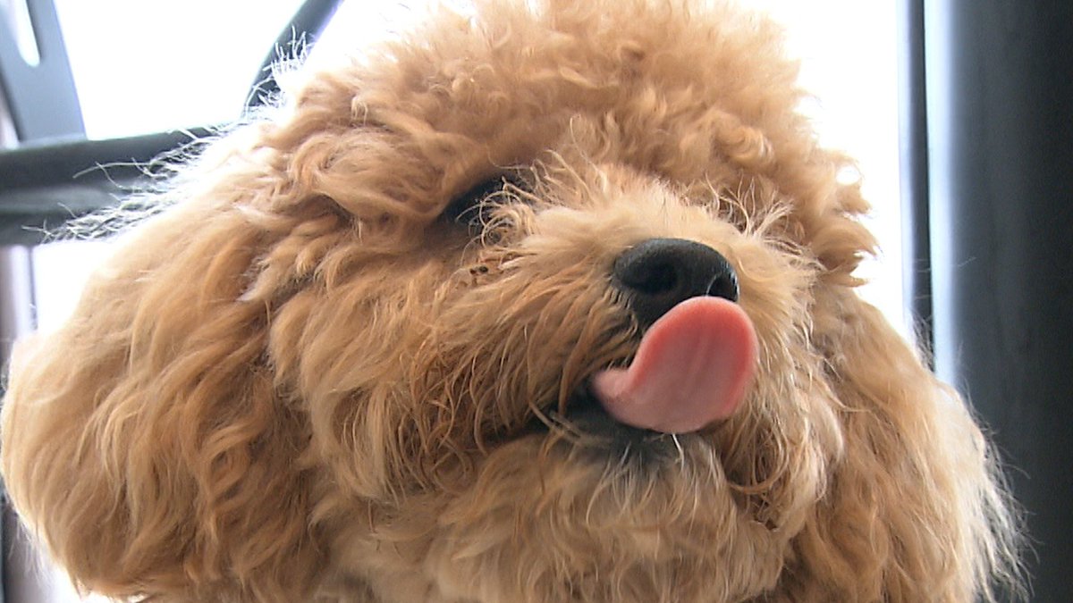 cx_mezamashi's tweet image. #きょうのわんこ に登場してくれたのは「ロイ」でした🐶初体験だった夏の猛暑を乗り切った源が夏野菜🫑レンジでチンしたピーマンやトマトが大好きなんだって😂

きょうのわんこはFODで無料配信中→fod.fujitv.co.jp/title/3291/

#めざましテレビ