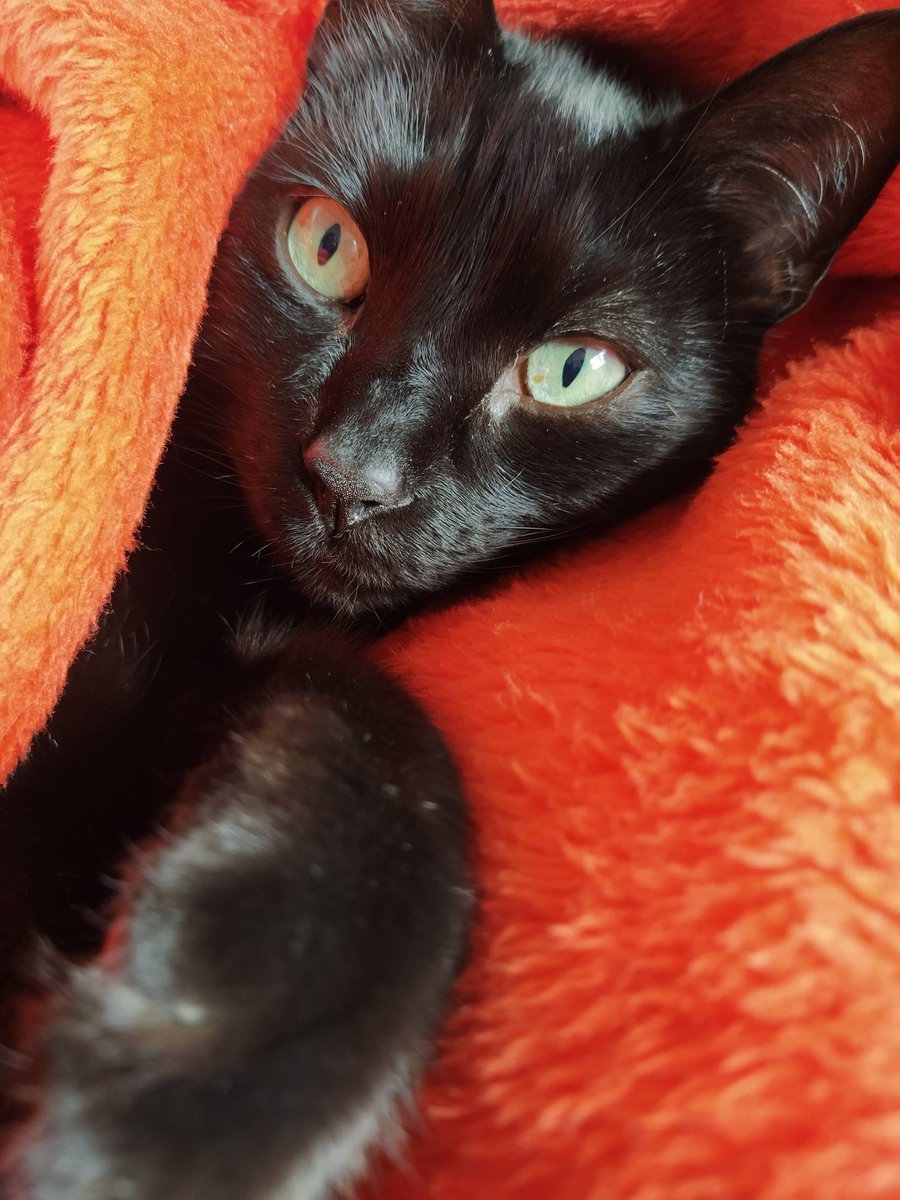 Sushi the cat.
#LOVE #CatsLover #BlackCat