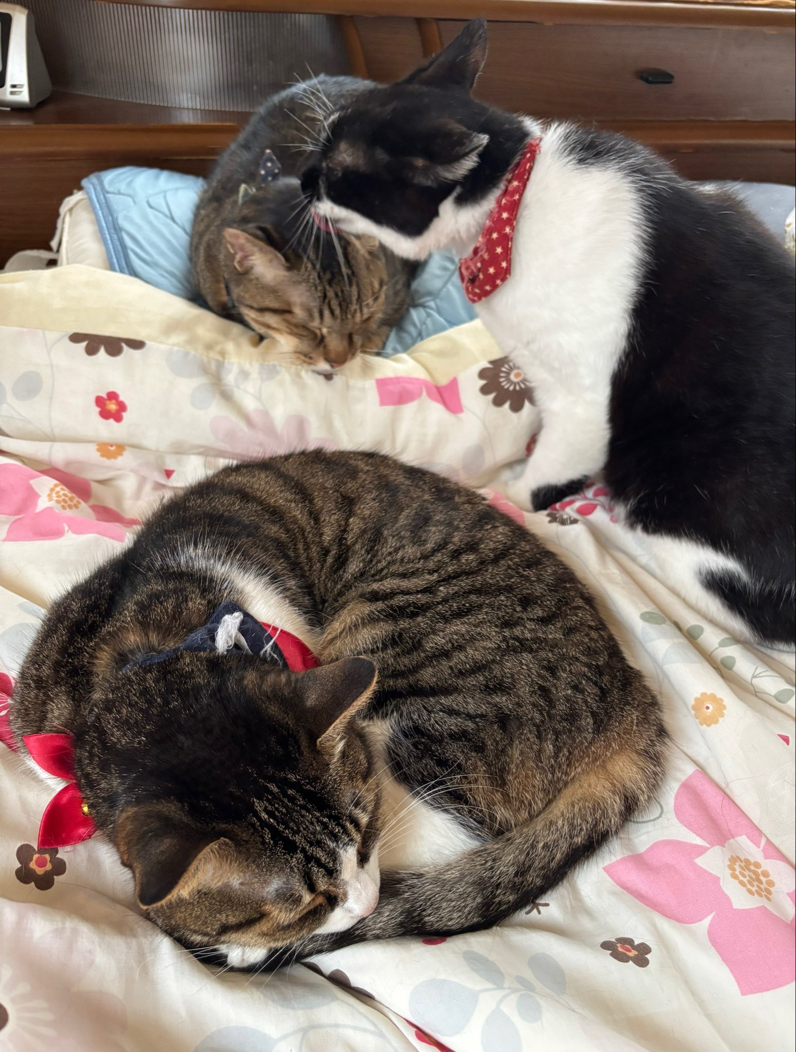 どこかの猫好き 猫×交通安全‼ 猫好き垂涎の、かわいく楽しい交通マナーフォト