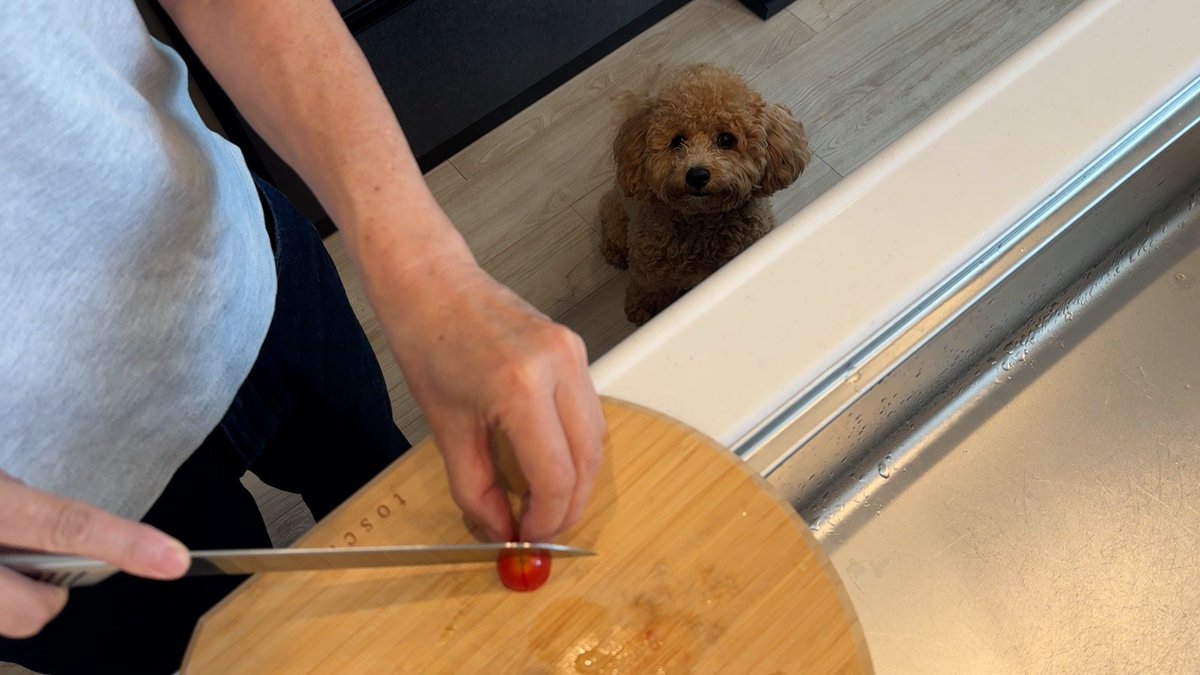 cx_mezamashi's tweet image. #きょうのわんこ に登場してくれたのは「ロイ」でした🐶初体験だった夏の猛暑を乗り切った源が夏野菜🫑レンジでチンしたピーマンやトマトが大好きなんだって😂

きょうのわんこはFODで無料配信中→fod.fujitv.co.jp/title/3291/

#めざましテレビ