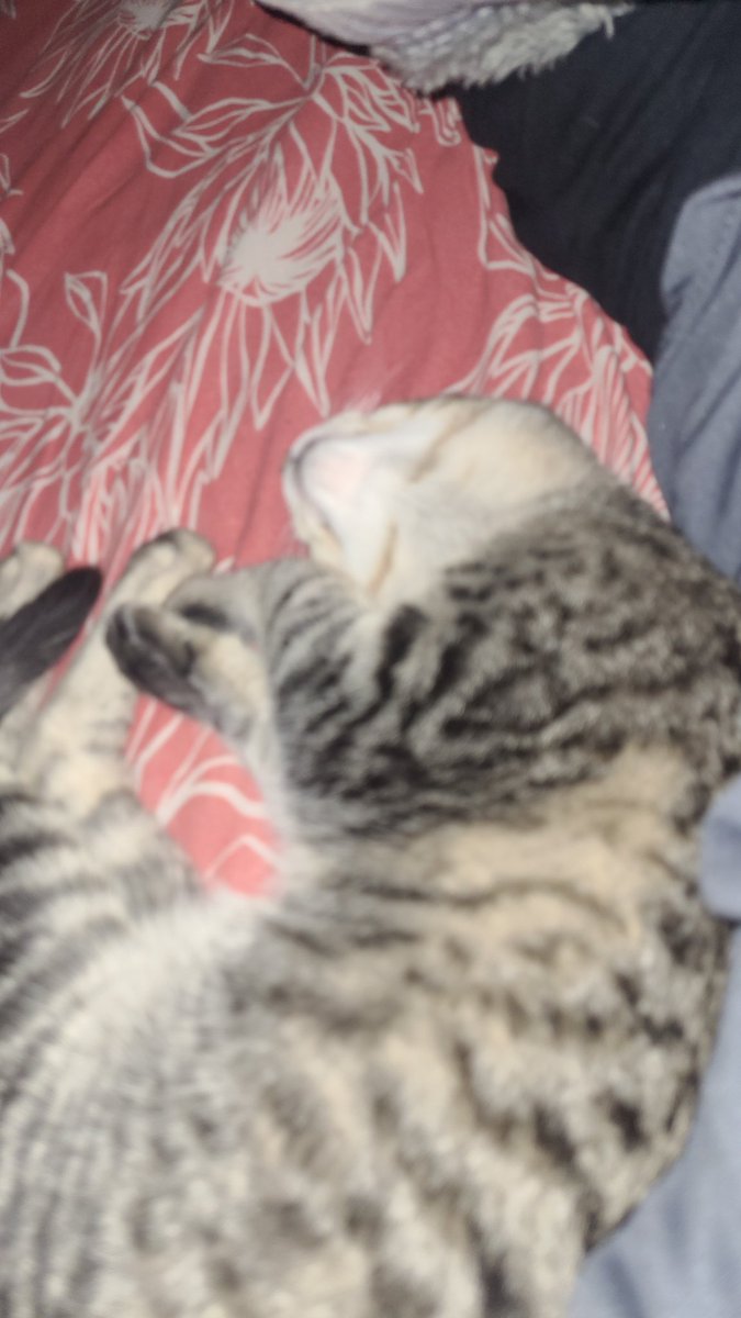 Honestly id get out of bed and do anything but I can't because the cat that vomited all over my room managed to free herself and is now demanding cuddles and I can't deny shes a lil sick baby and I love her so im giving her this