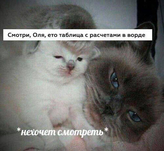 Borsique😺 (@borsique) on Twitter photo 