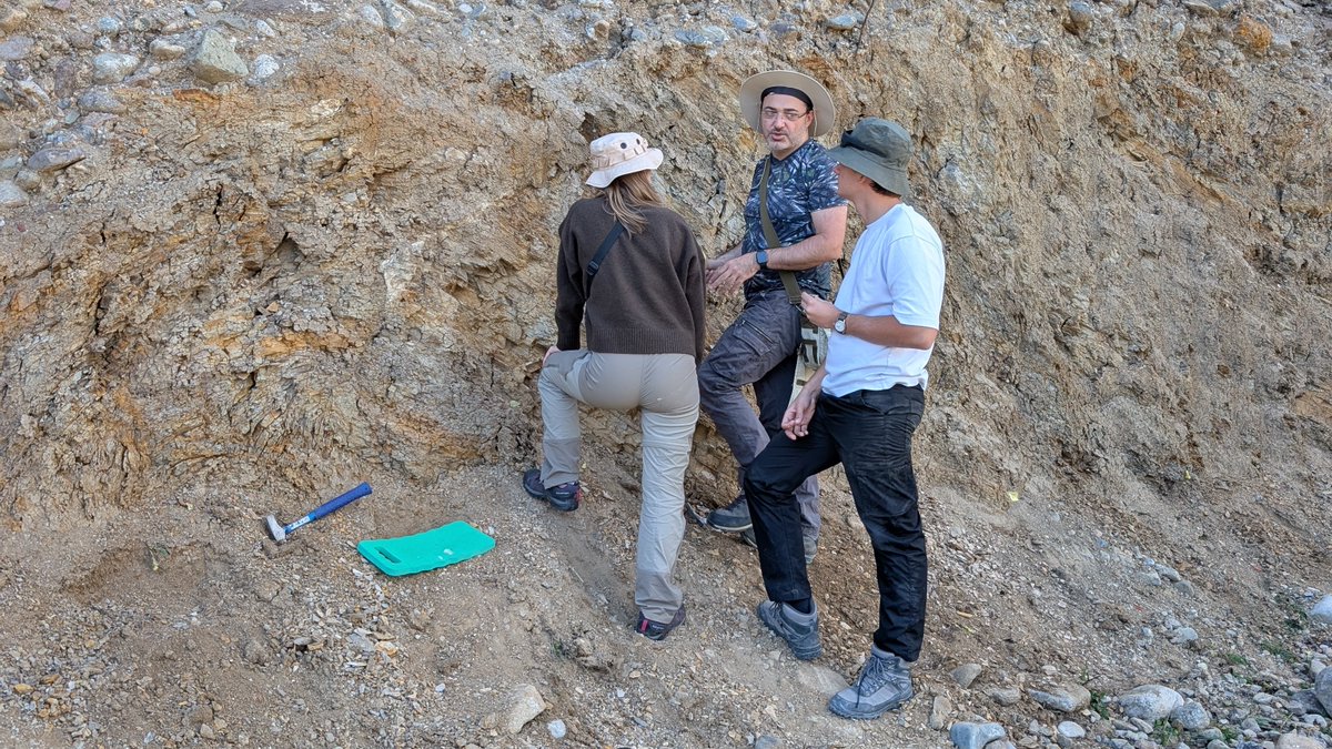 JURASSICAMuseum's tweet image. For #FossilFriday we have some hands-on fieldwork during the annual Jurassica #FieldSchool: our team measures, maps, and debates these Neogene deposits. Every layer helps reconstruct a vanished lake and its fossil history #Palaeontology