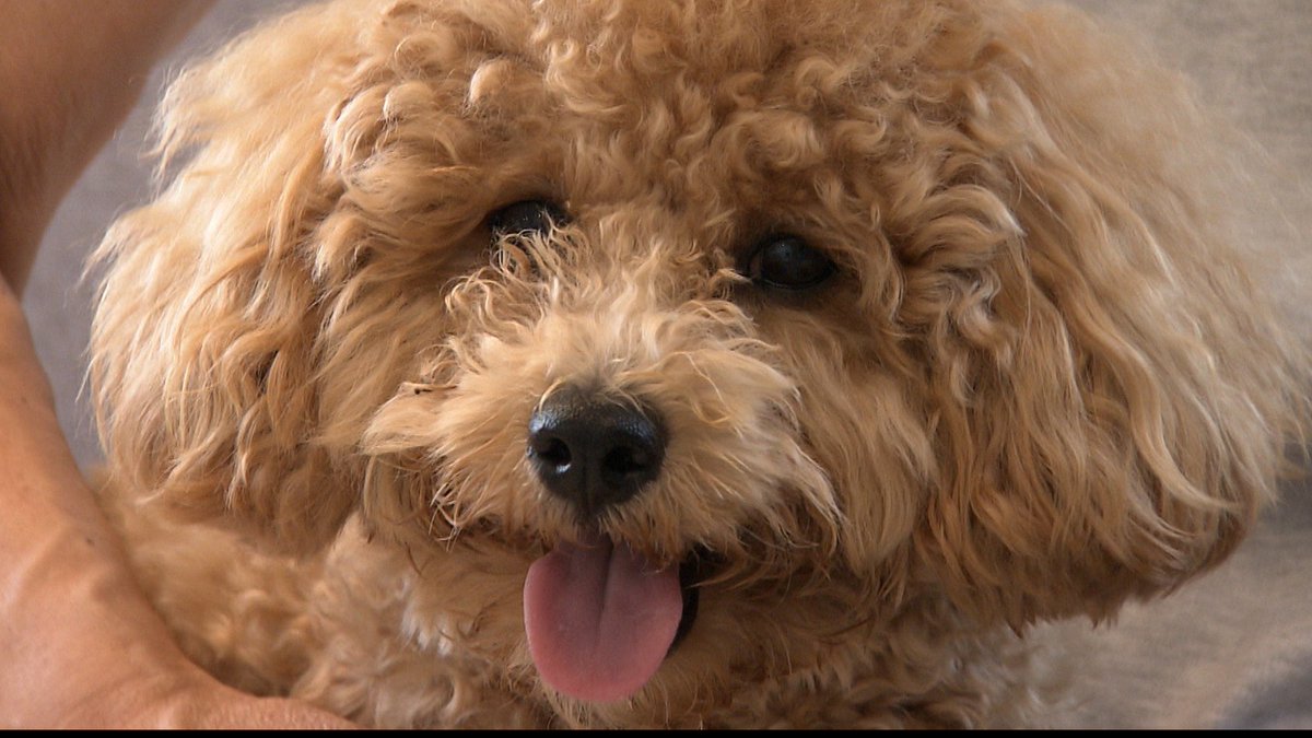 cx_mezamashi's tweet image. #きょうのわんこ に登場してくれたのは「ロイ」でした🐶初体験だった夏の猛暑を乗り切った源が夏野菜🫑レンジでチンしたピーマンやトマトが大好きなんだって😂

きょうのわんこはFODで無料配信中→fod.fujitv.co.jp/title/3291/

#めざましテレビ