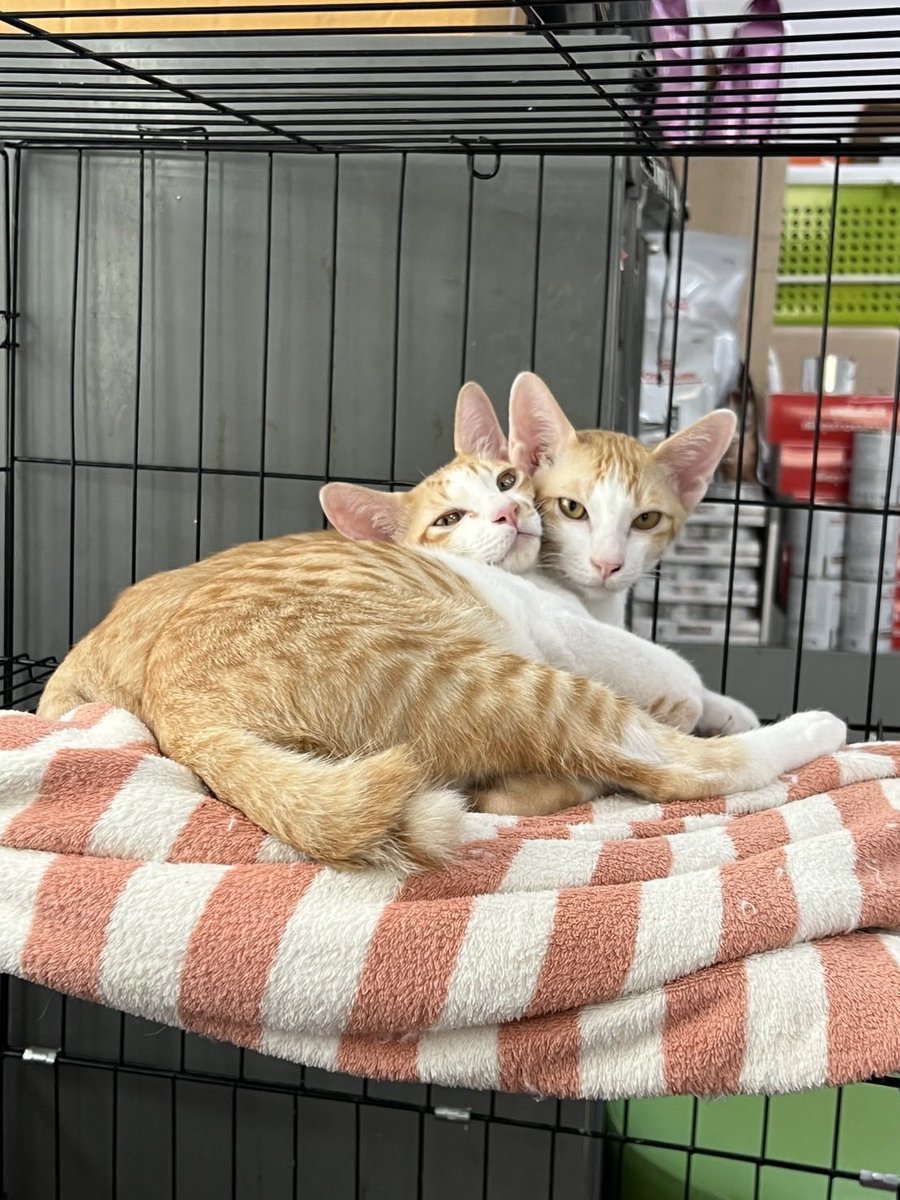 johnjud_cu's tweet photo. สองแฝดยังไม่ได้บ้านนะคะ 🏡🧡 https://t.co/P6SBDvsWG0