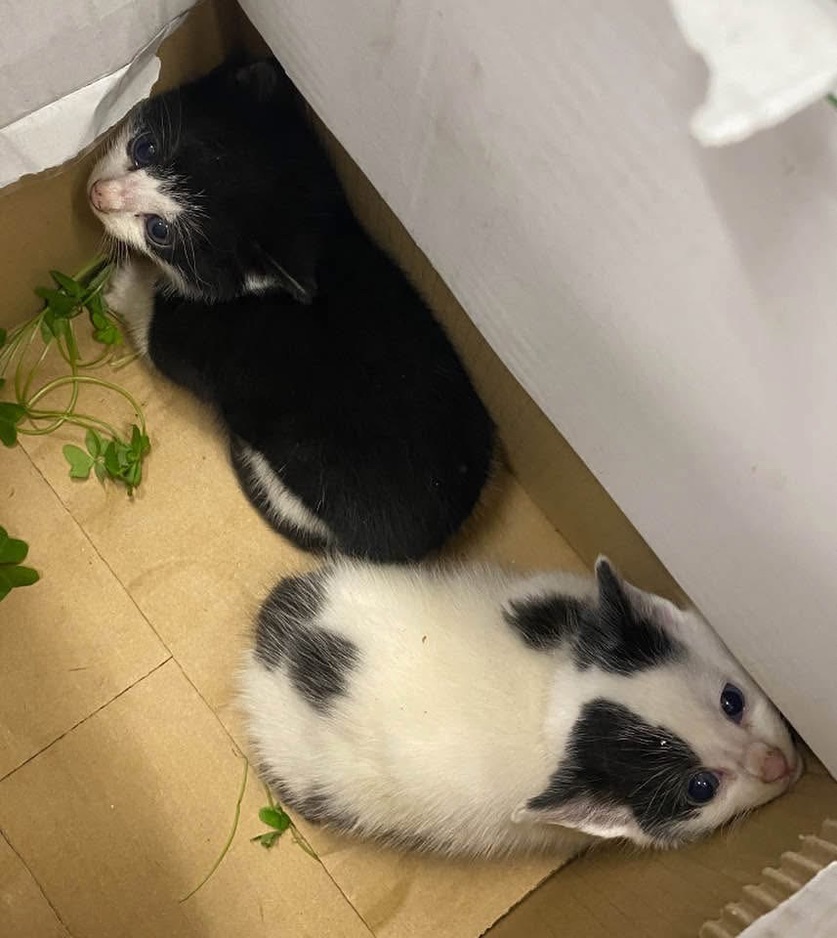 Cottees's tweet photo. @Brendameow1 That is Wooley. Him and his brother, Colley, were dumped behind the local Woolworths back in late June. https://t.co/vGUJogRt2J