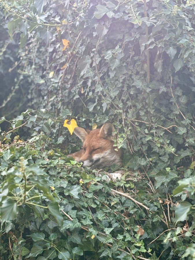 ChrisGPackham's tweet image. Fox in the ivy . Thank you @27rufus for this morning&apos;s #FoxOfTheDay