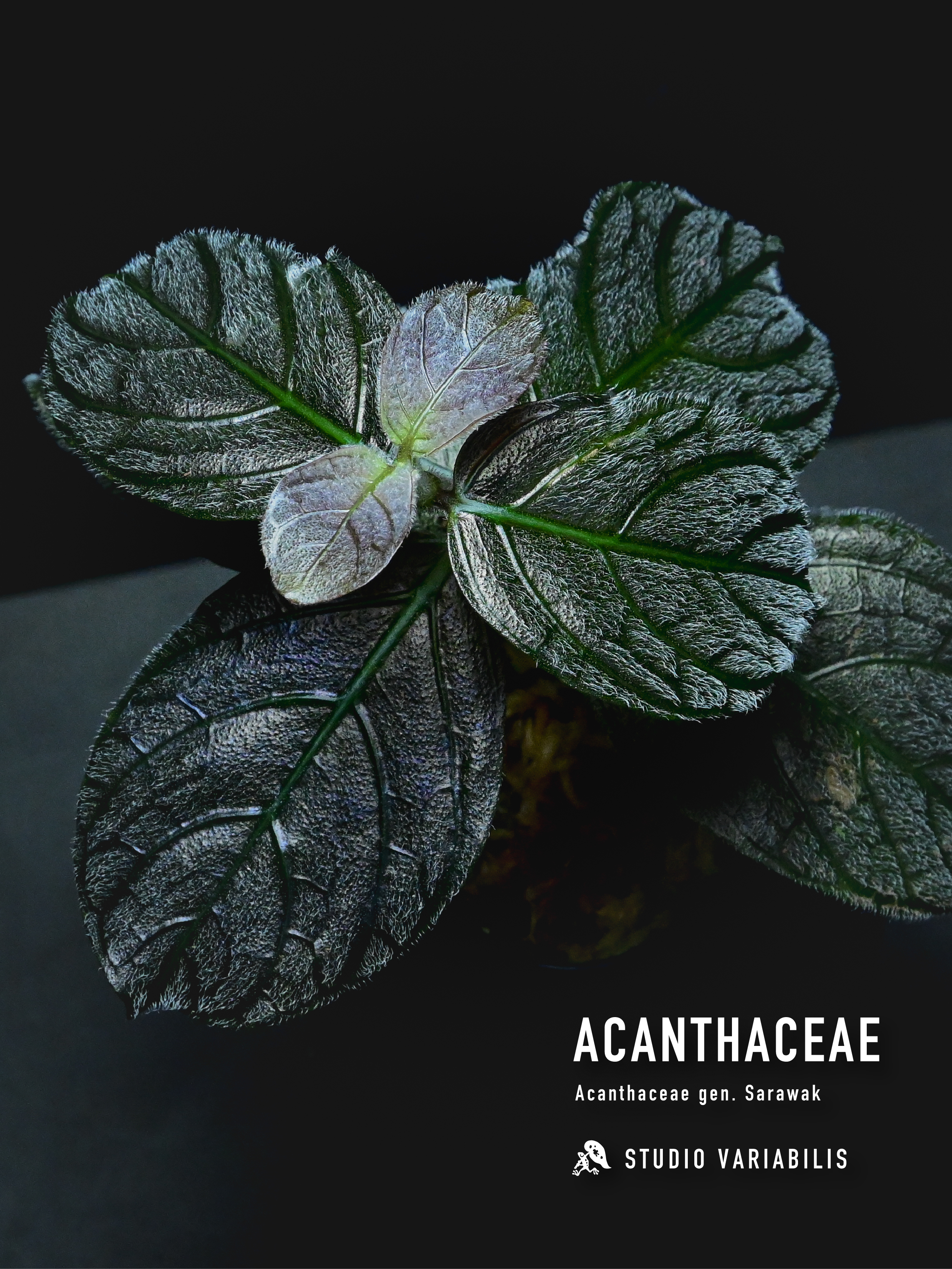 希少 アカンサセアエfrom Ecuador（maybe）/ジュエルオーキッド