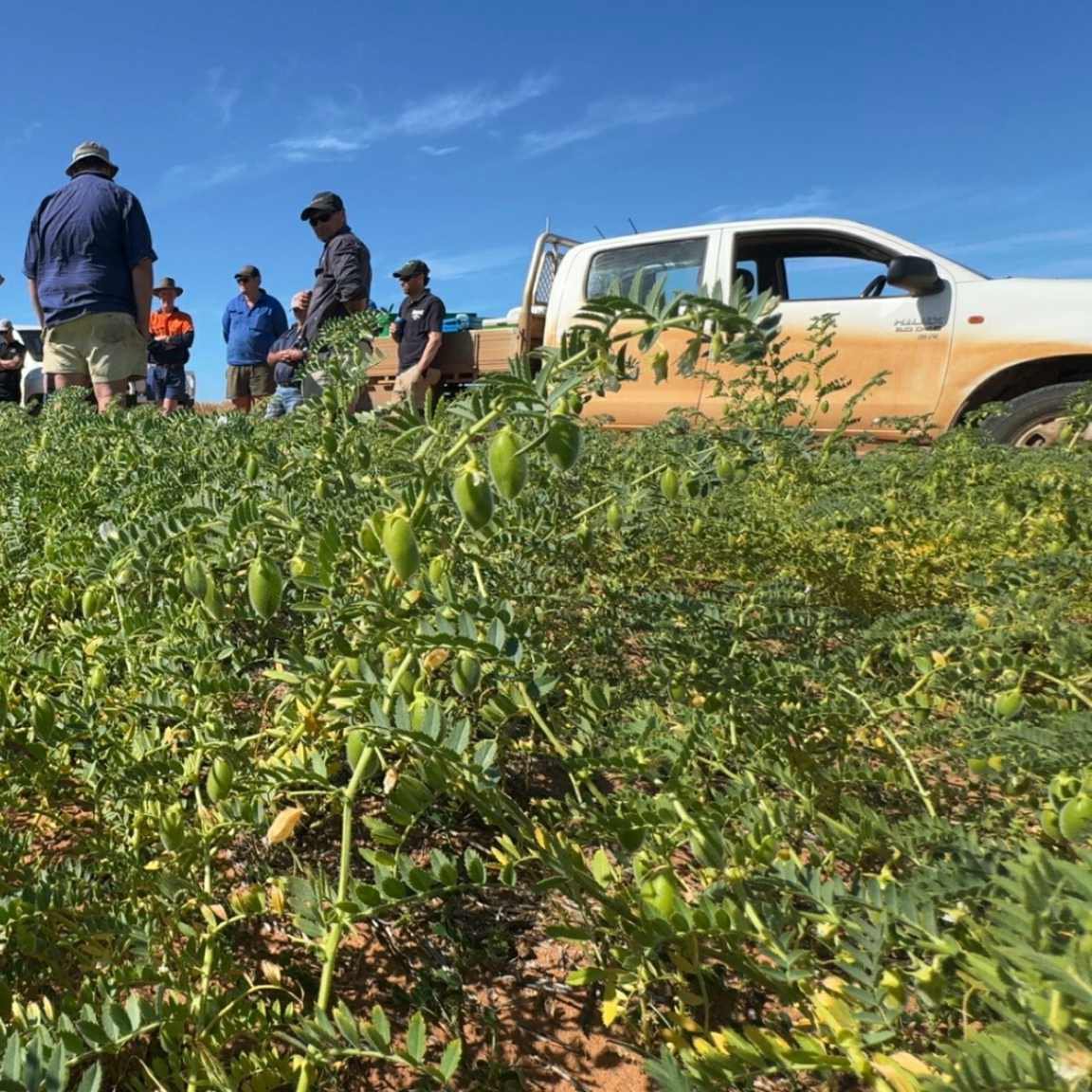 Agfert Fertilizers tweet media