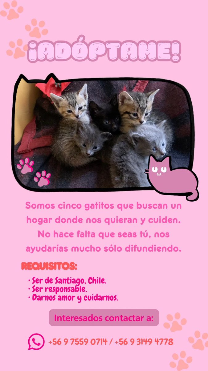 Ayúdenme dándome retuit para ke llegue a los futuros dueños de estas criaturitas😞🫶