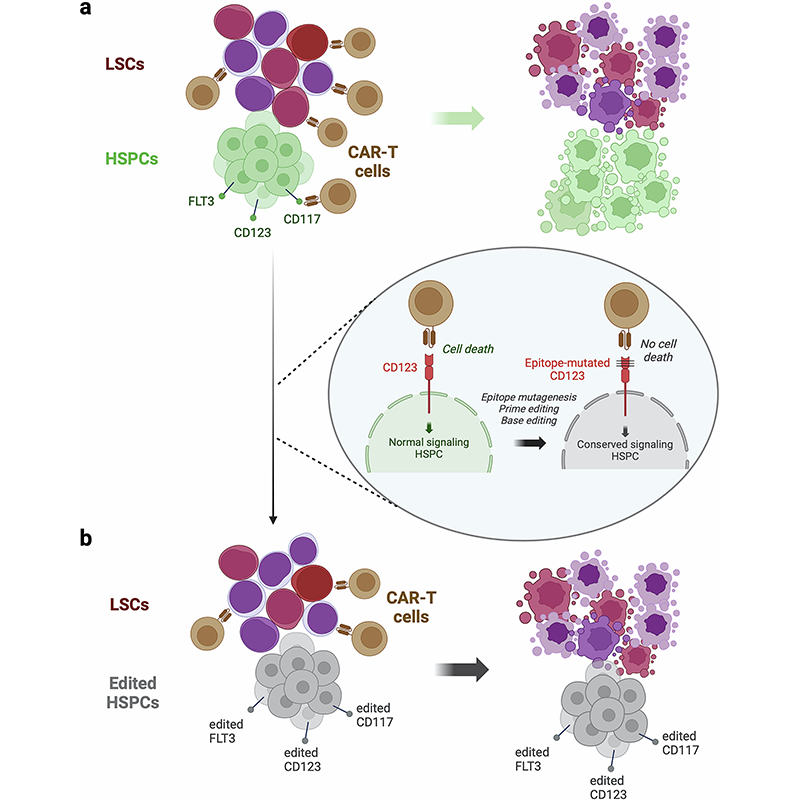 sigtrans_sttt's tweet photo. An overview of #CARTcelltherapy, examining applications in #HematologicMalignancies and #SolidTumors, while highlighting ongoing trials and future directions for effective CAR-T therapies in #AML. @InesZugasti @idibaps @CarrerasIJC
#OpenAccess in #STTT: https://t.co/mXMKUQBIyY https://t.co/BCVudbxAE7
