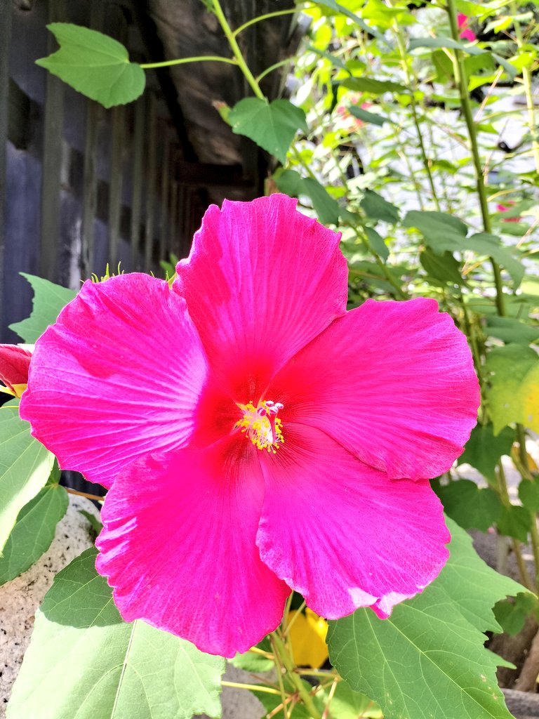 今日の京都は秋晴れ
風があって
寒くなってきたわ
#妙蓮寺
きれいな
花が咲いてはるけど
名前がわからへんえ？😅

#京都