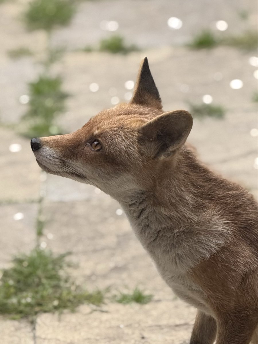 DDCrochetDesign's tweet image. Hope everyone has a great start to the day  🧡

These beautiful foxes have made my day start with happiness  🦊

#foxoftheday #MHHSBD #craftbizparty #UKMakers #fox #wildlife