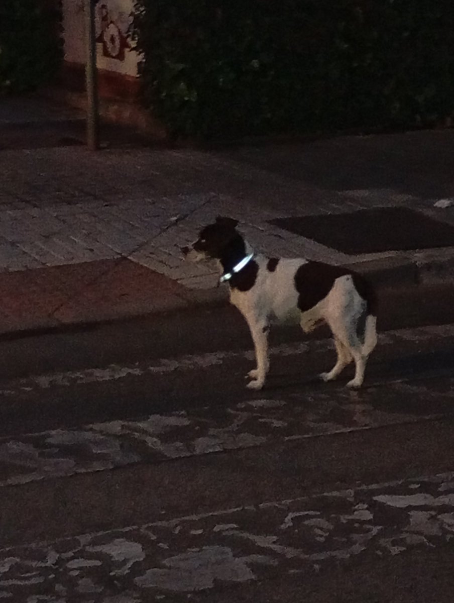 juarizaco's tweet photo. Llevo dos días viendo a este colega solito por la zona de La Moraleja, en Sevilla. Me he acercado, pero se va corriendo. Moved las imágenes, a ver si sus dueños lo recuperan. https://t.co/o5au1m8c2c