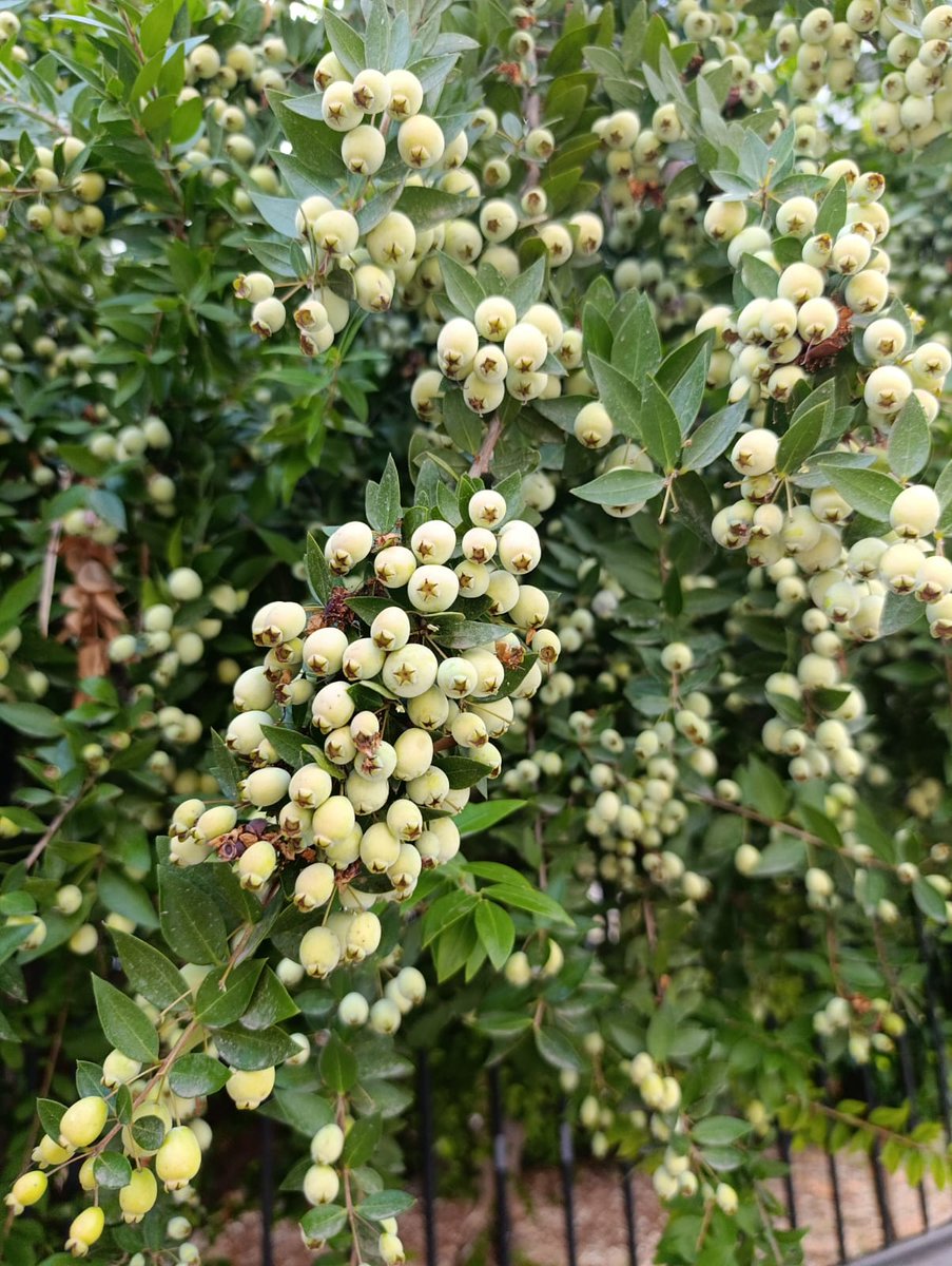 Günaydın, çiçekleri ayrı ,meyvesi ayrı güzel ,yapraklarını ezip yeni doğan bebeğin banyo suyuna koyarlar teri güzel koksun diye,Rabbinizin hangi nimetini inkar edersiniz