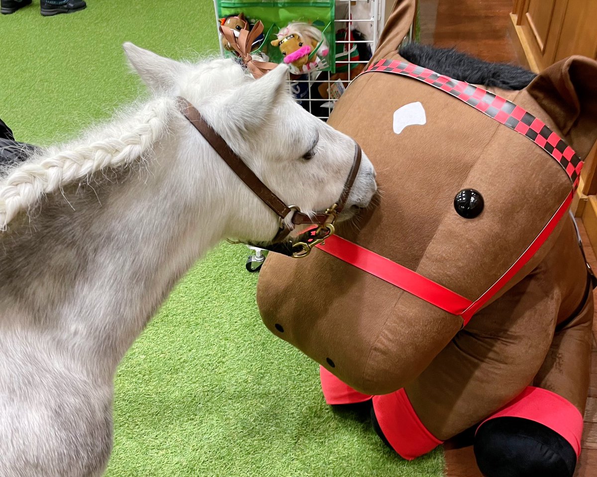 🍠ダイフクのお散歩🍠 ミニチュアホースのダイフクが、ターフィー