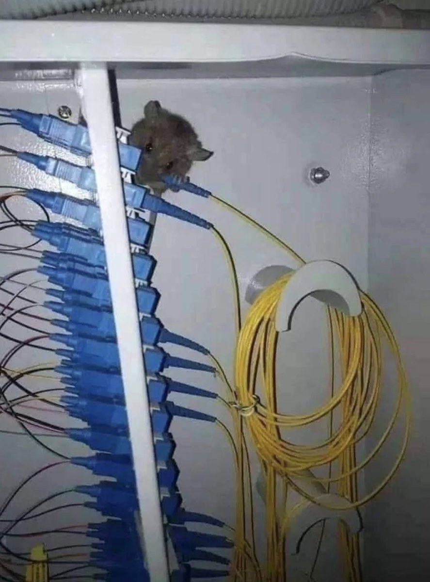 codewithpri's tweet image. Always need some fibre in your diet 🐭