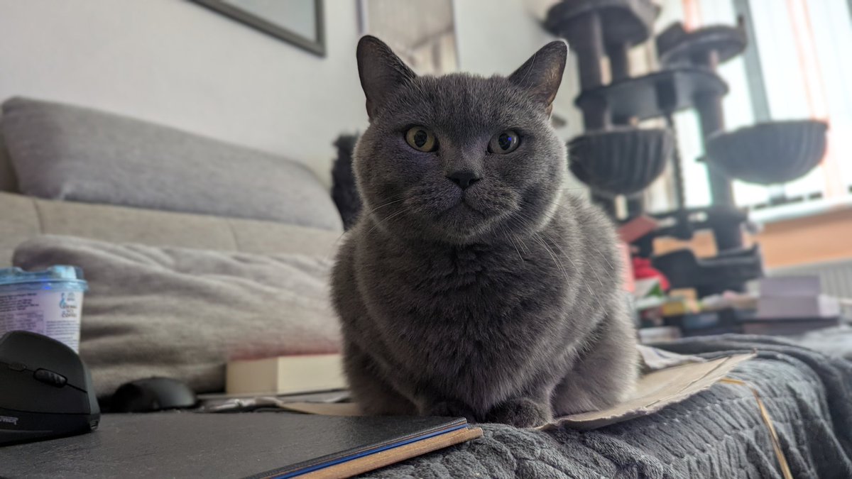 Chris Heilinger (@chris_heilinger) on Twitter photo I'm ready for work, where should I lie down first? ๐น๐พ๐บ๐โโฌ
Have a great start to the week, friends. ๐โ๐บ๐ #Kiro I'm ready for work, where should I lie down first? ๐น๐พ๐บ๐โโฌ
Have a great start to the week, friends. ๐โ๐บ๐ #Kiro