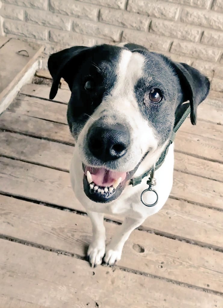 SelenaCaamano's tweet image. They've lost it all; we can't let them lose each other.

Any suggestions, or do you know of;
-a place for a single IDP in Ukraine that will allow 3 dogs?
-any housing abroad in a country that doesn't have certain breed types 'listed'.