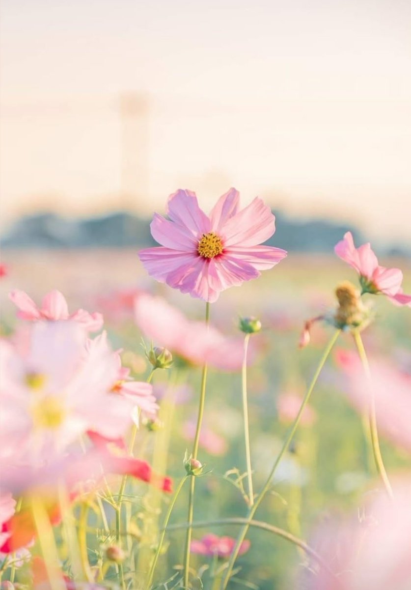 皆さま こんばんは🌸𓈒𓂂𓂃◌𓈒𓐍❀.*･ﾟ

おやすみ いかがでしたか？

これから秋も深まりますね。。

今週も頑張りましょう𓍯𓂃 𓈒𓏸ʚ🎀ɞ