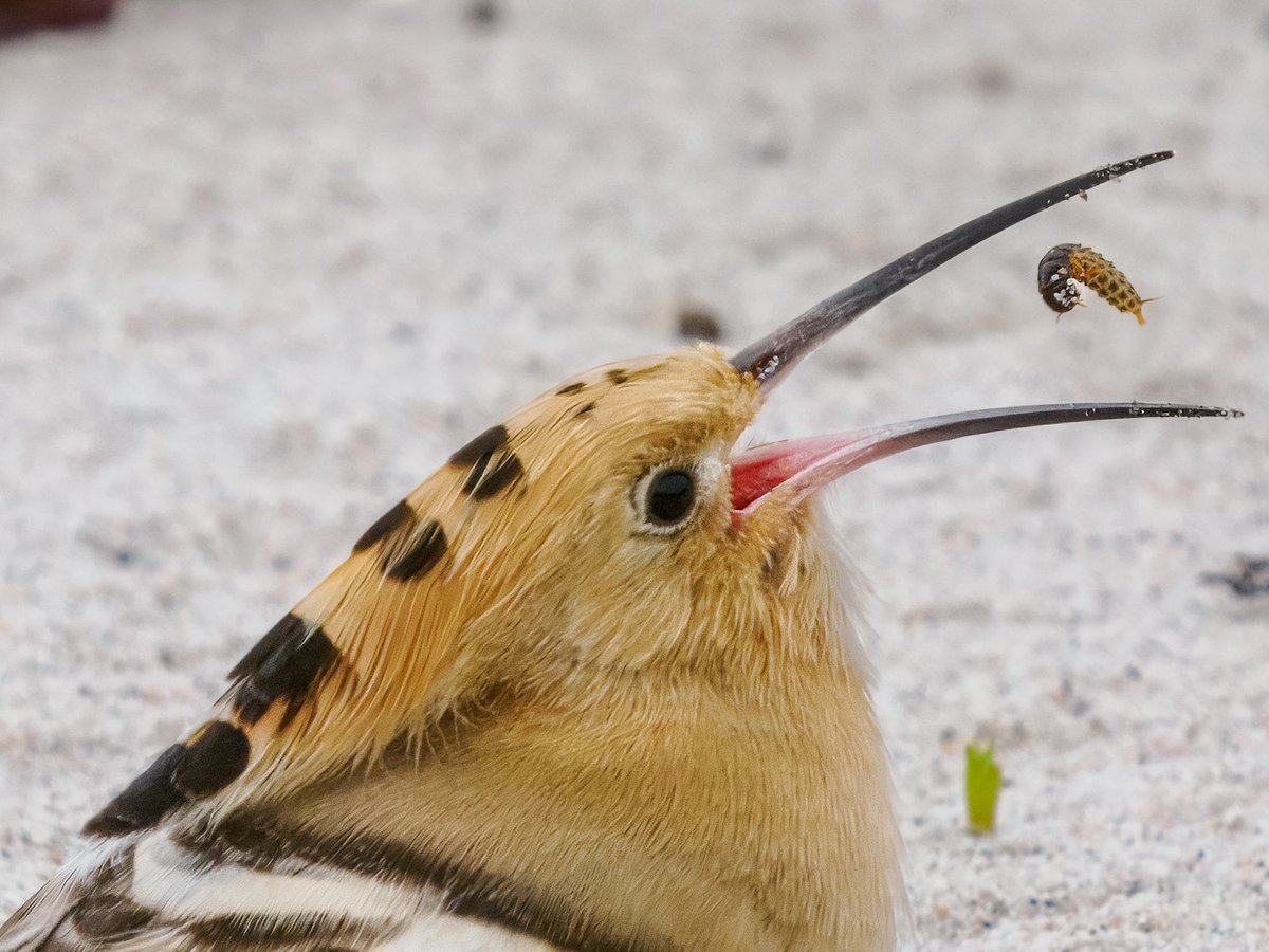 A very well fed Hoopoe on the beach!