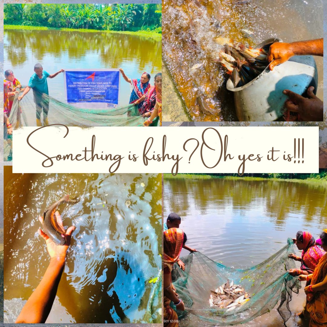 Composite Fish Farming at Madhupur!!  Jagatsinghpur. A total of 10 enthusiastic fish farmers are now engaged in this initiative, we are providing them with the essential tools for scientific fish farming techniques.