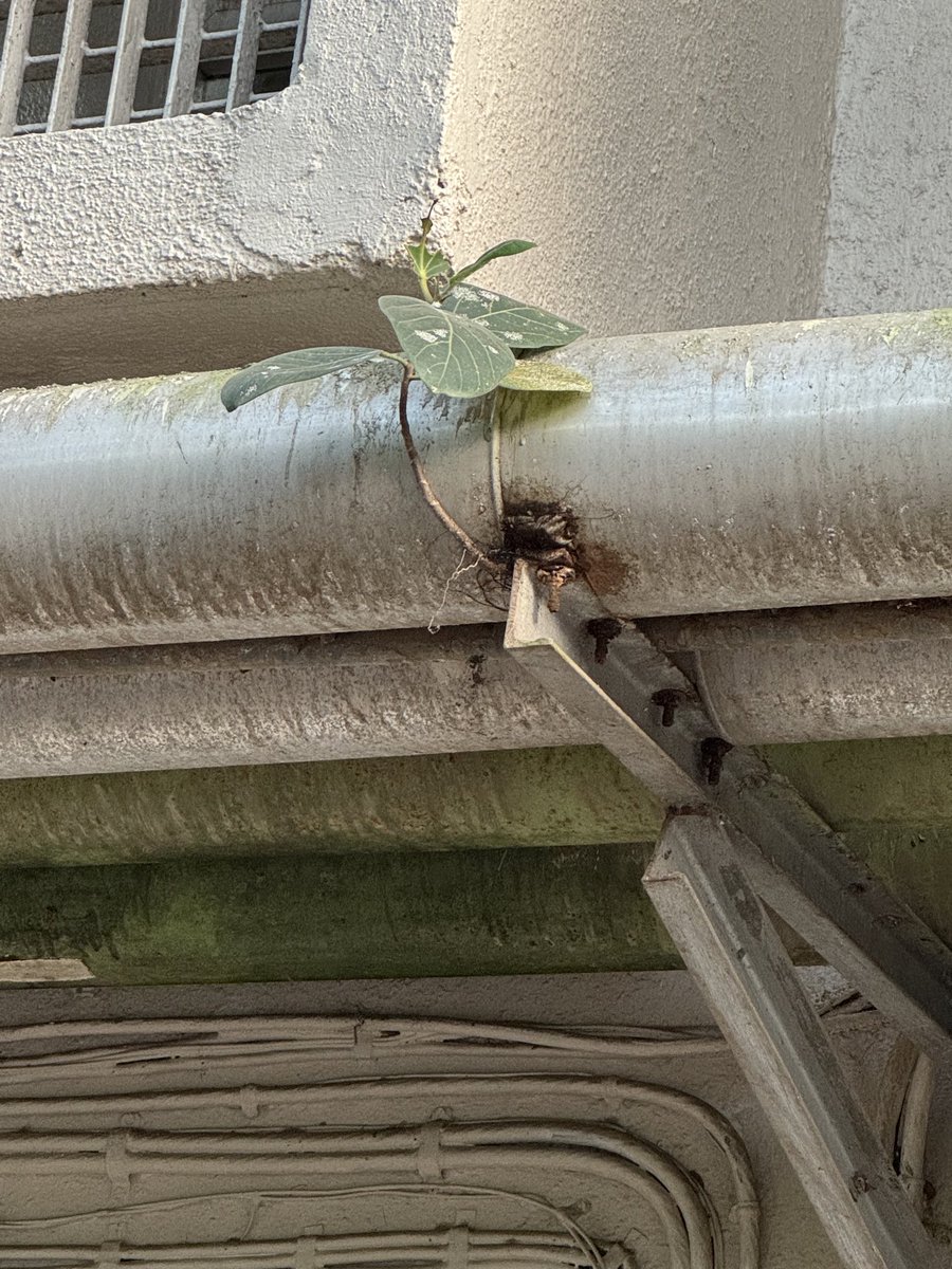 Life can find place to grow anyhow