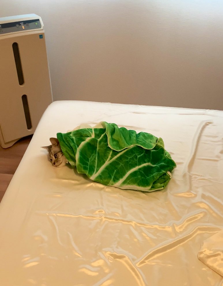 あんこともなか🐾充電ねこ tweet media