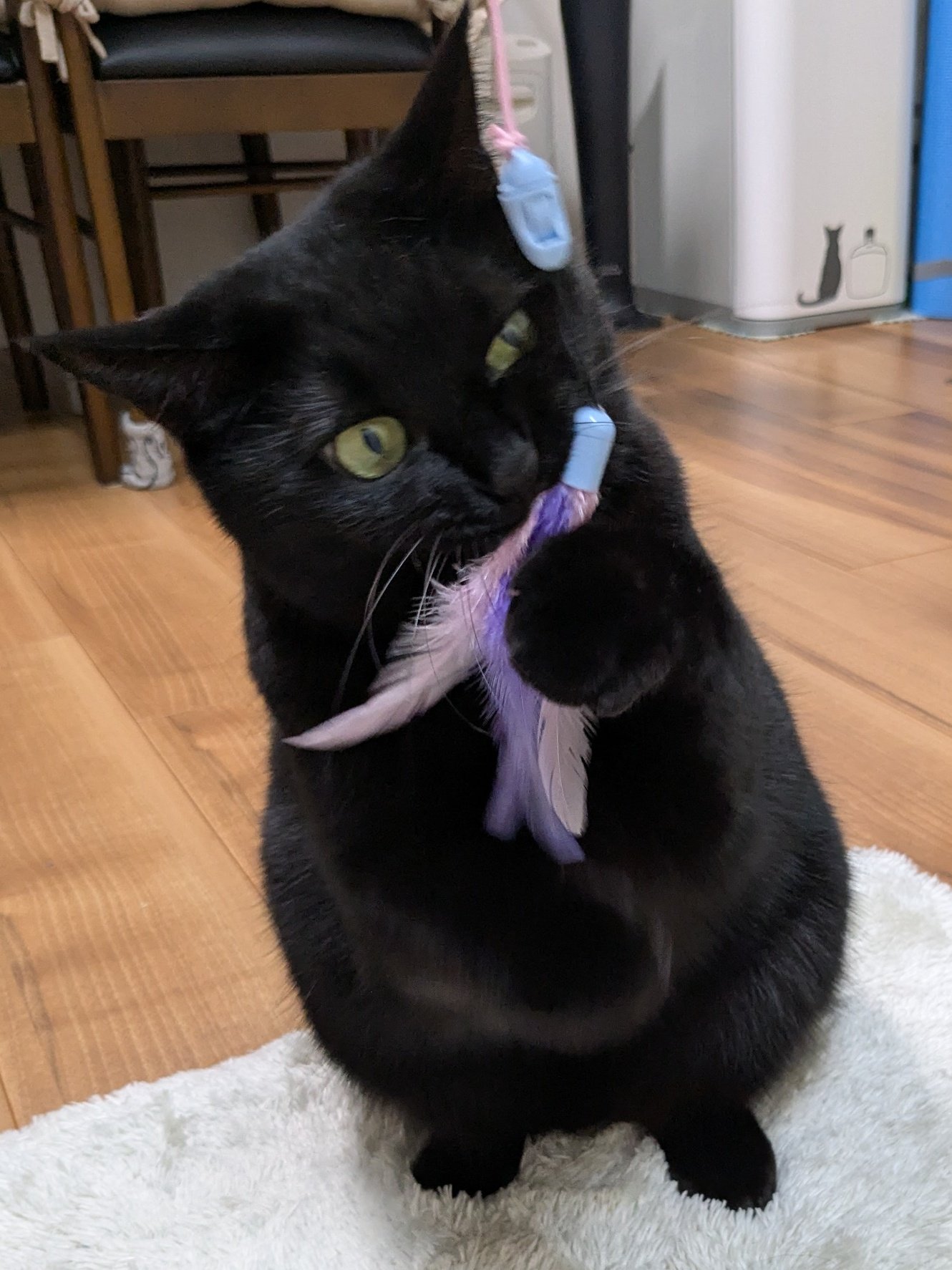 くろねこ*ページ ぺぺ太 on X: