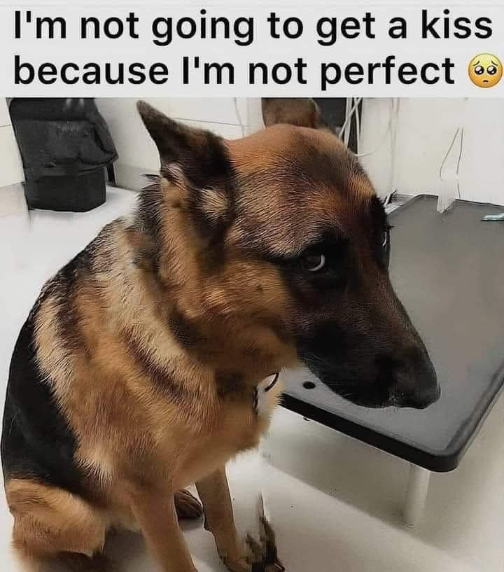 Dog Lovers tweet media