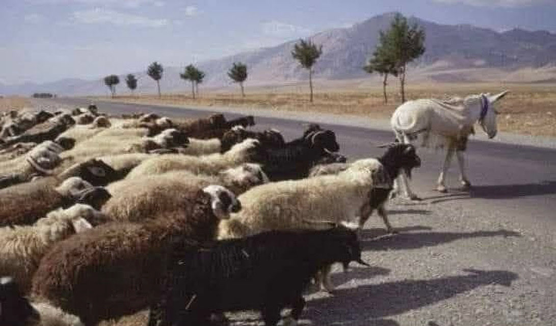 عبارة قالها صحفي هندي قبل مائة عام في ولاية كجرات الهندية:

"لا تتعاطف مع بشر اختاروا بإرادتهم أن يمشوا وراء الحمير."