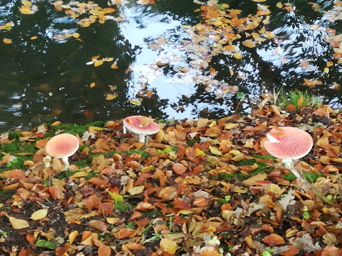 Good morning everyone, a long walk starting with drizzle but now 🌞have a great week! #Autumn #herfst #paddestoelen #MondayMotivation #Monday #mushrooms #MentalHealth