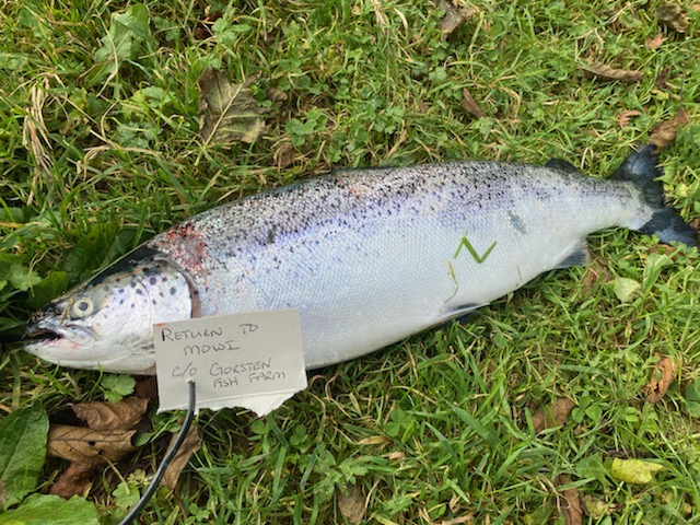 TheGAAIA's tweet image. Photo Exclusive: Here&apos;s a photo of an escapee from Mowi&apos;s Gorsten salmon farm caught on the River Lochy last week.  We&apos;re hearing multiple reports of anglers across Lochaber catching escapees.  Please share more photos and info @lochaberfish @ScotGovMarine @MowiScotlandLtd