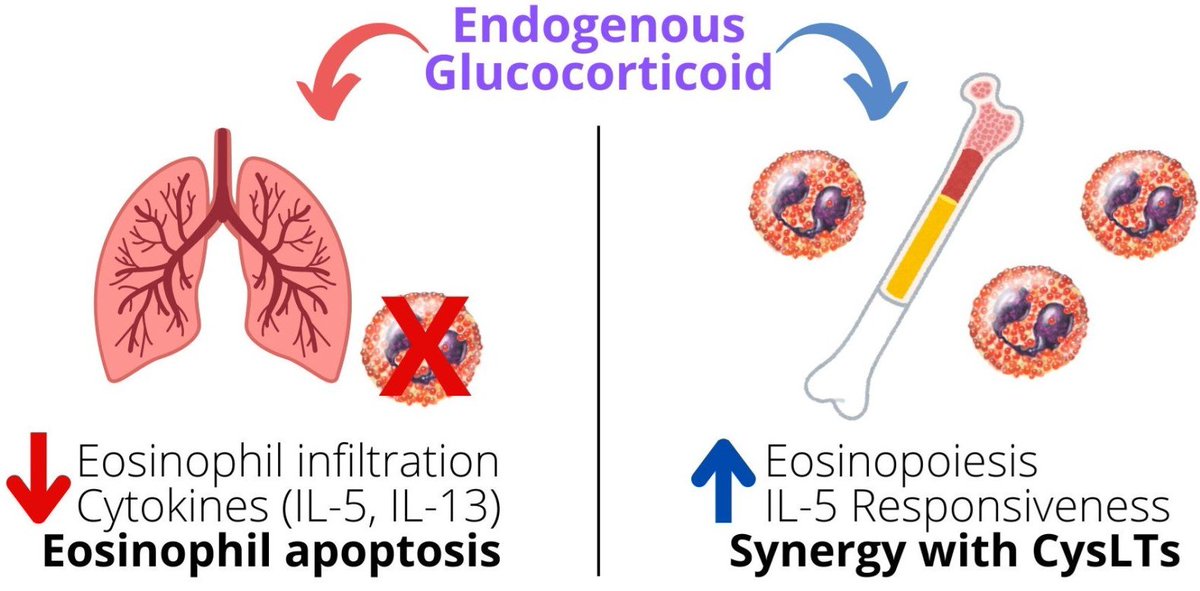 🔔#Allergies_MDPI Welcomes you to read our publication "Glucocorticoid-Mediated Modulation of Eosinopoiesis in Asthma: A Paradoxical Duality" by Dr. Bruno Vieira et al.

✅Link: brnw.ch/21wWzev

#Asthma #AsthmaAwareness #InflammationControl #SteroidTherapy
#AirwayHealth