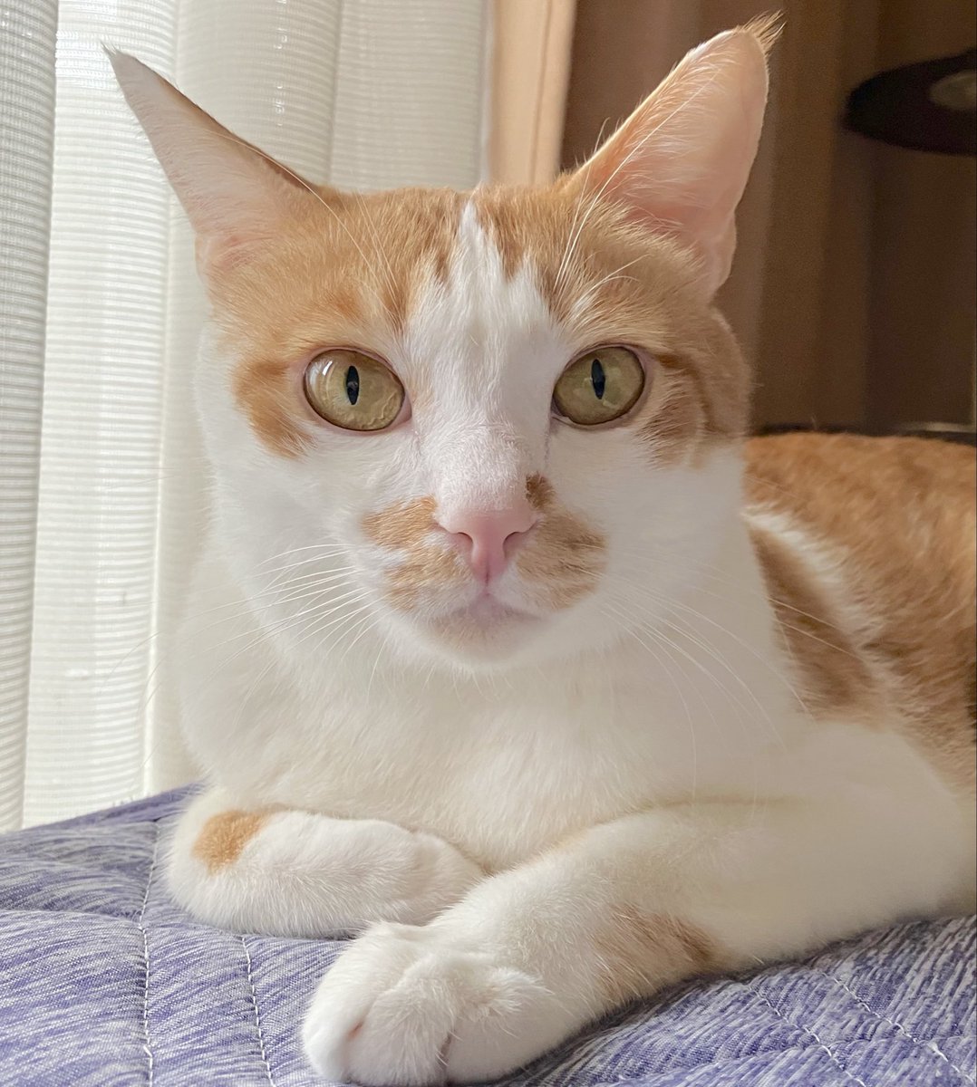 まったり🐱

#猫好きさんと繋がりたい 
#猫のいる暮らし