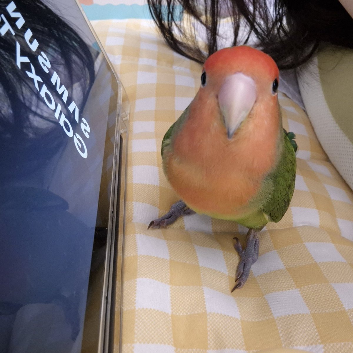 오늘 꿈속에 우리 아기가 나왔어요 
제 손에 폭 안겨서 잠을 자더라구요 진짜두 아닌데 너무 따뜻해서 기분이 넘 좋았어요 :)

보고싶다하니까 별나라에서도 달려와주는 해피 너무 고마워 그래도 너무 힘들게 달려오지말고 심심할때 너도 언니가 보고싶을때 다치지말고 달려와 날씨가 추워 보고싶다 !