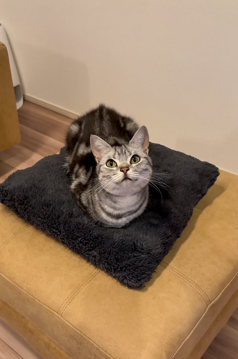 cat_anko3's tweet image. クッションの上でおててないないしてドヤ顔だ🤭