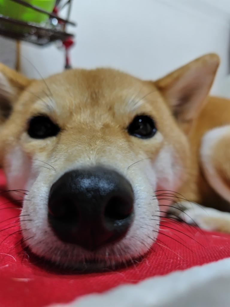 今日は雨…つまらないな…