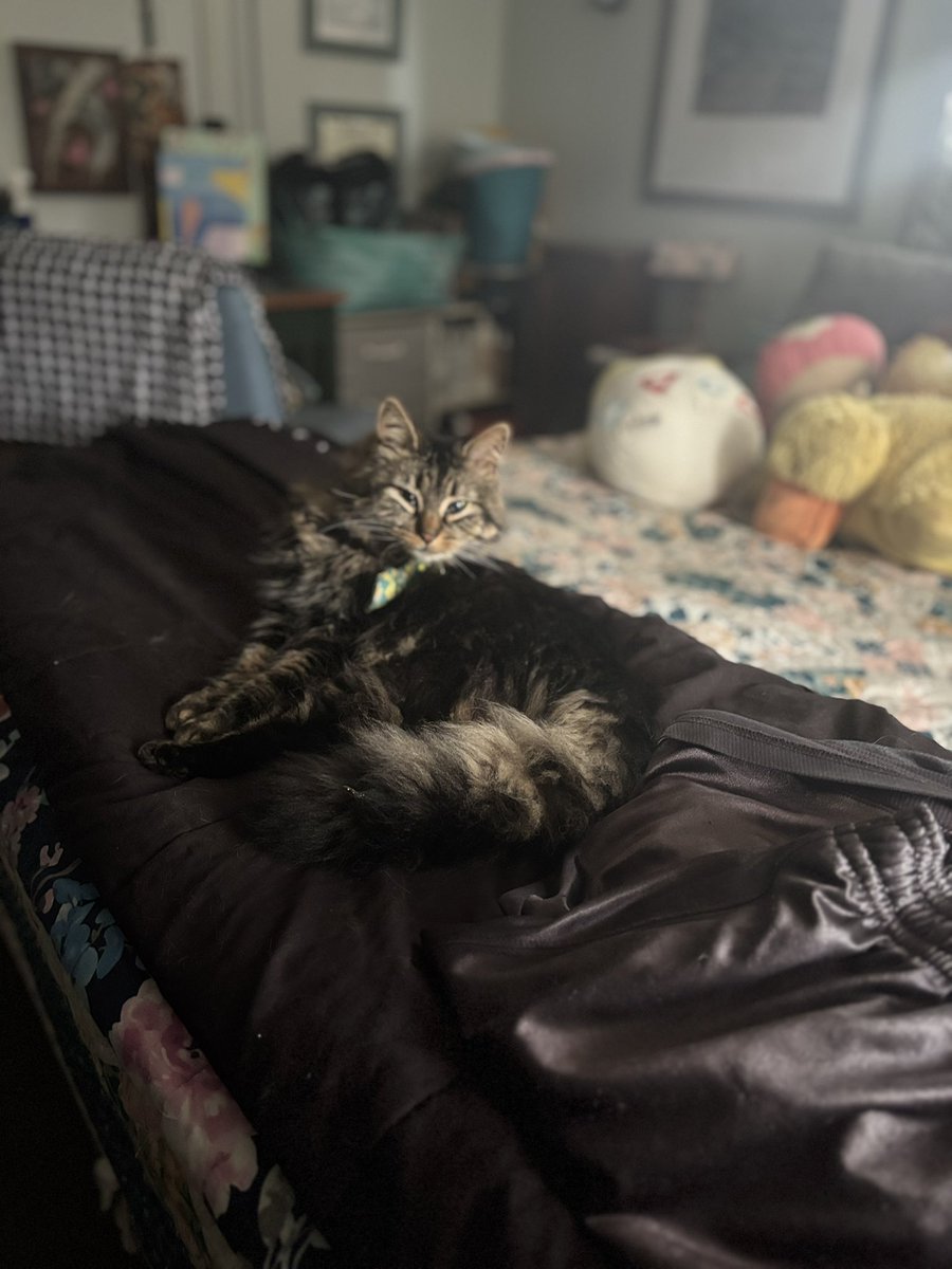 AutumnKellam's tweet photo. Cats https://t.co/EQ0yLIqnkT