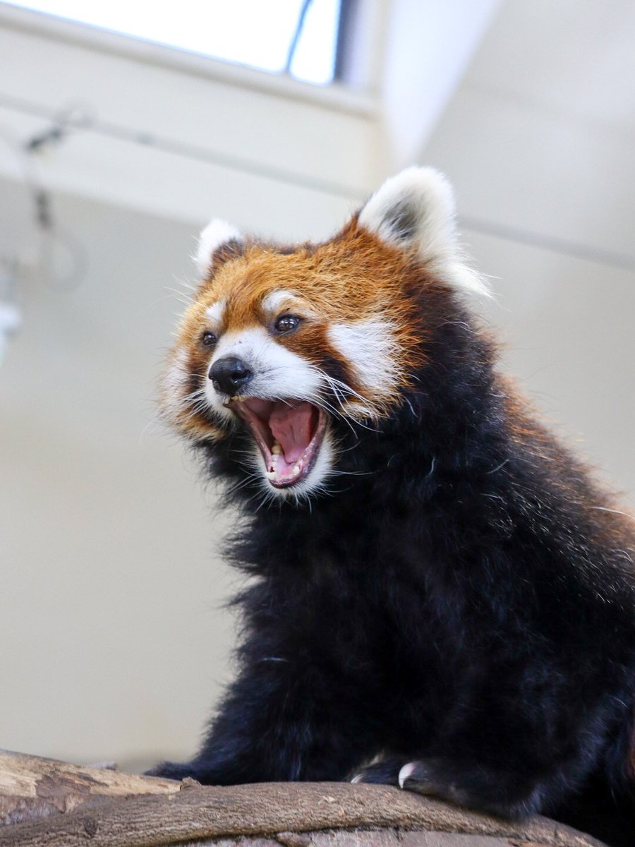 ロンちゃん💕
ふぁ～🥱🐾
📷:2025.9.7

#レッサーパンダ 
#栄栄 #ロンロン 
#那須どうぶつ王国
#アジアの森 #redpanda 
#nasuanimalkingdom