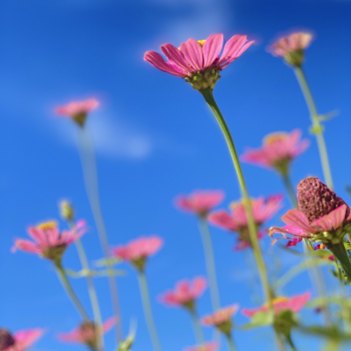 秋、穏やかな陽射し

花も人も

伸び延びと､揺らゆらと

#空がある風景 
#こころ #生きる