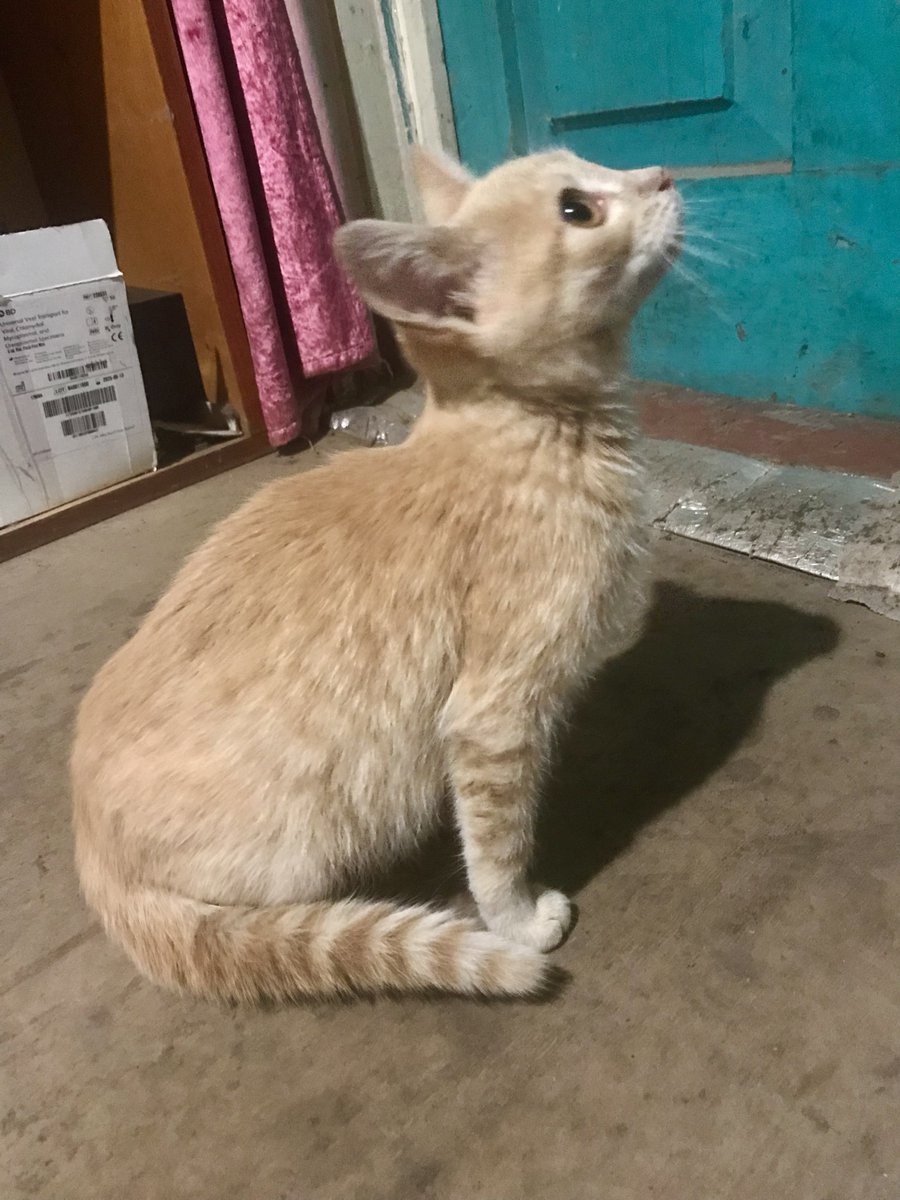 plynecacha's tweet image. Кому кошеня? Дівчинка, 2-3 міс, муркотить порядно, їсть сухий корм. Привеземо в Харків, в інші міста можемо відправити поїздом/автобусом в переносці