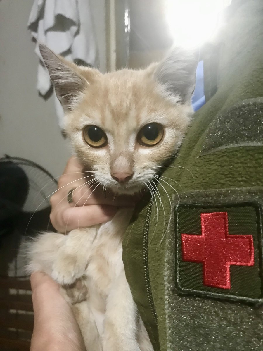plynecacha's tweet image. Кому кошеня? Дівчинка, 2-3 міс, муркотить порядно, їсть сухий корм. Привеземо в Харків, в інші міста можемо відправити поїздом/автобусом в переносці