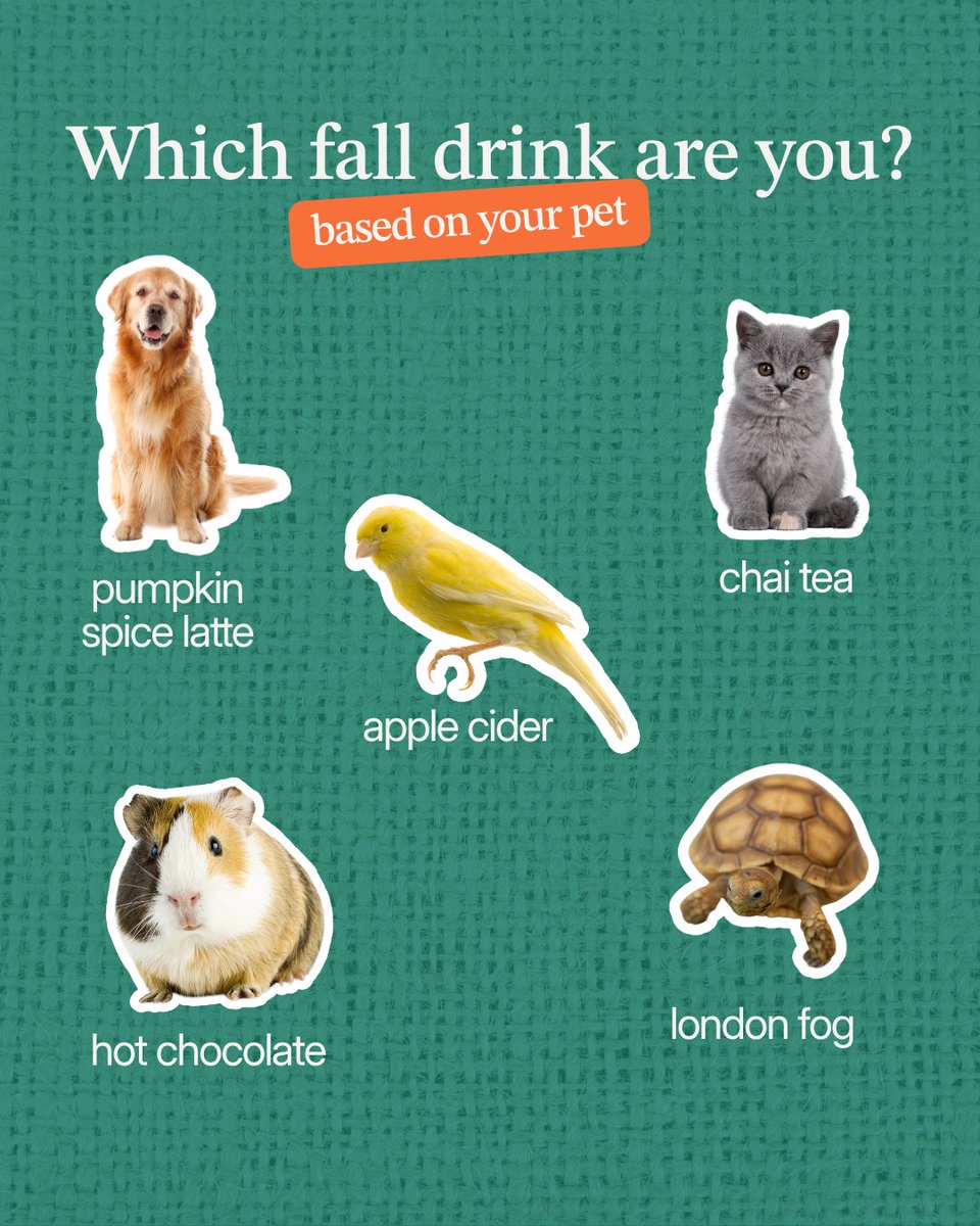 Guideposts's tweet image. Ever wonder which fall drink you’d be… based on your pet? 🍂
Let’s just say your furry (or feathery, or scaly) friend might spill more tea than you think. 😏
🐾 More here: guideposts.org/shop/product/a…
#AllGodsCreatures #FallVibes #PetParents #PumpkinSpiceSeason #CozyPets #FunnyPets