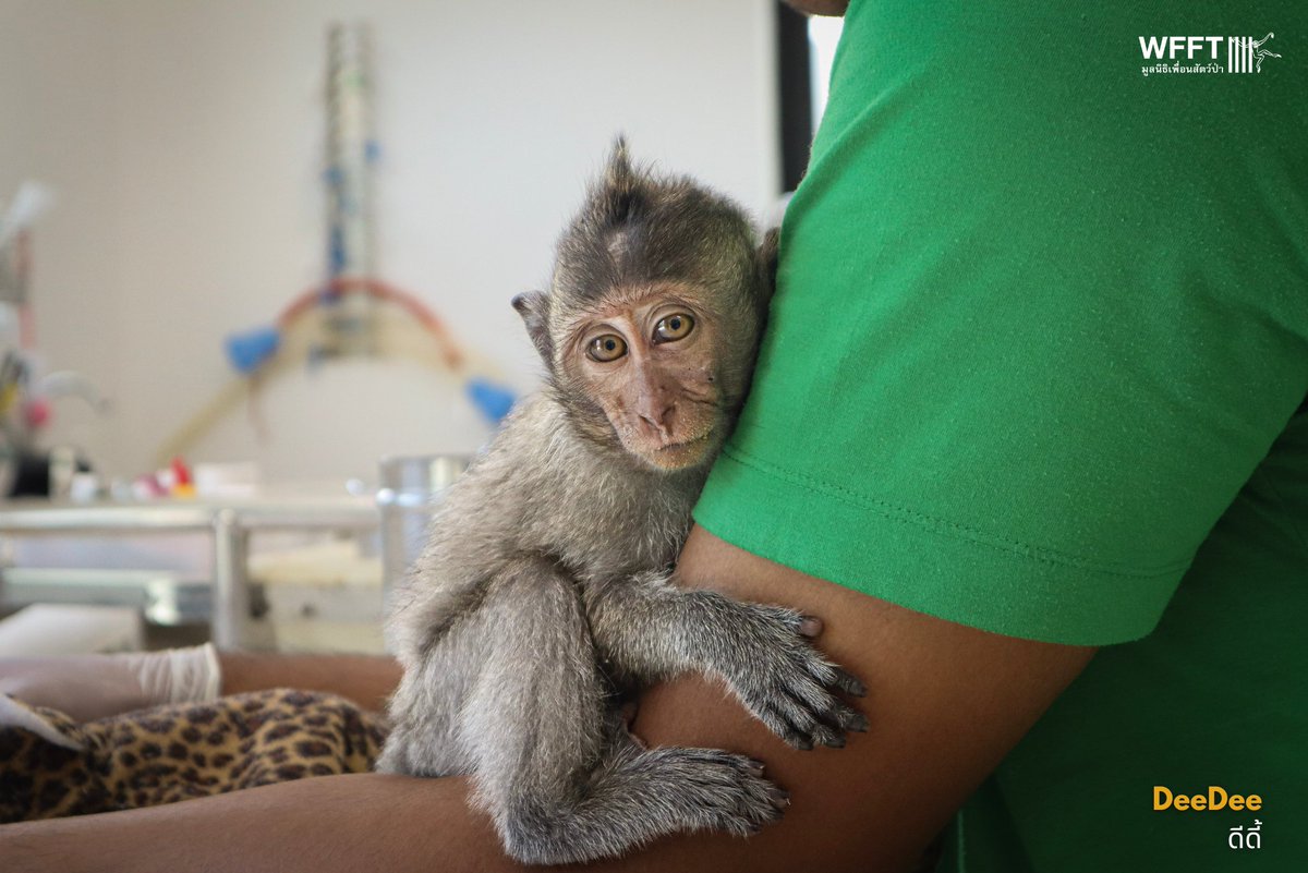 WFFThailand's tweet image. 💔Two orphaned #macaques, DeeDee &amp;amp; Mitchell, have arrived at #WFFT after being kept as pets. They now need lifelong care, safety &amp;amp; a chance to be macaques again. 💚 Please help give them their second chance: wfft.org/donate #PrimatesAreNotPets #WildlifeRescue
